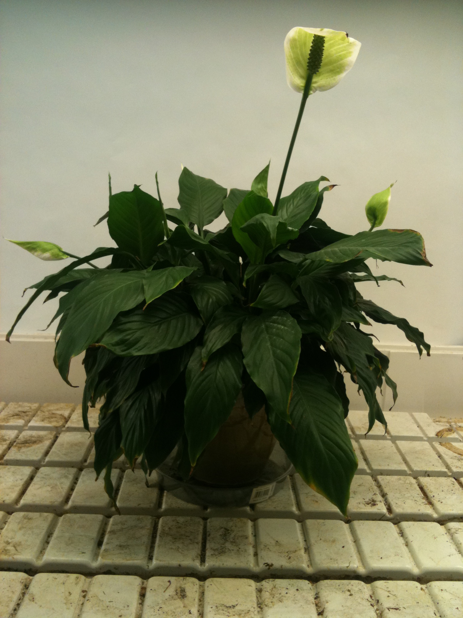 Andy\'s Peace Lily