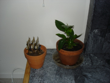 Andy\'s Peace Lily, back in the day